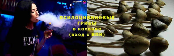 прущие грибы Волоколамск